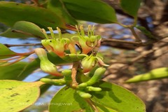 Macrosolen capitellatus